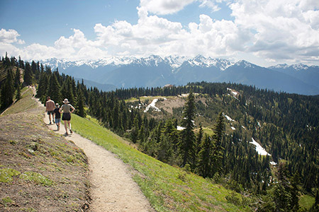 Olympic national park hurricane ridge trails best sale