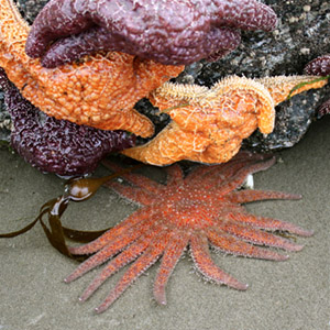 Sea stars at on the rocks at low tide