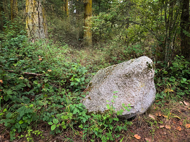 A glacial erratic in the forested uplands of Fort Flagler State Park