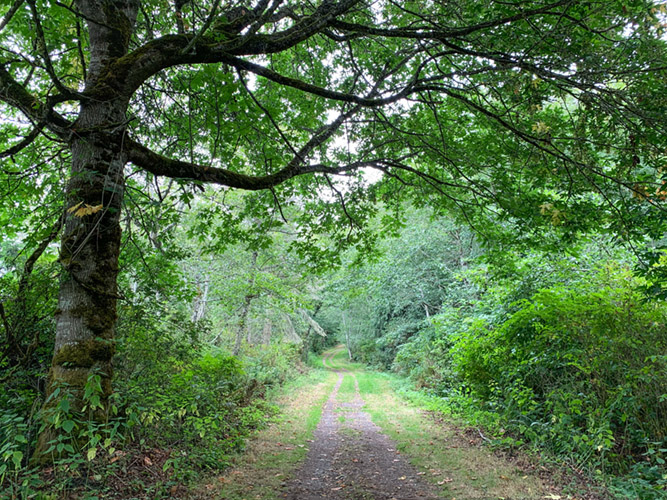 The Bluff Trail in Fort Flagler State Park
