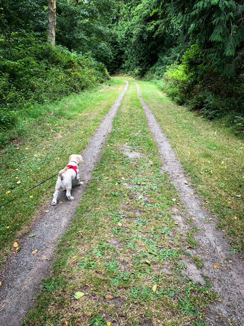 The Bluff Trail in Fort Flagler State Park