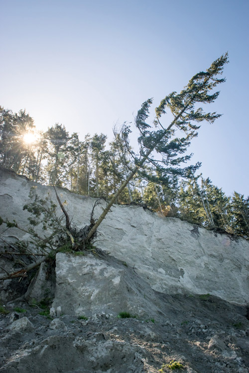 Eroding bluff on the north side of Fort Flagler State Park