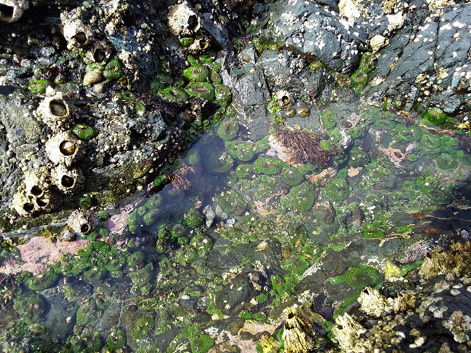 Green sea anemones in a tidepool at Lime Kiln Point