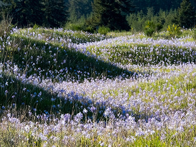 Camas-covered Mima mounds