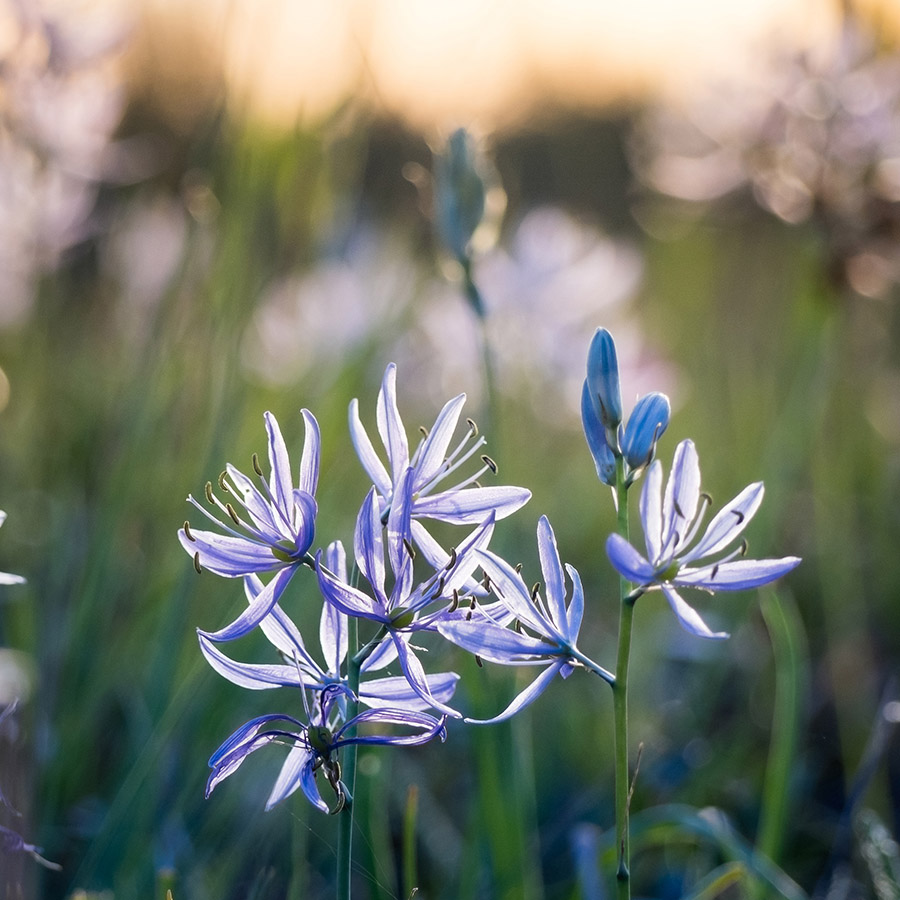 Purple camas blossoming at Mima Prairie