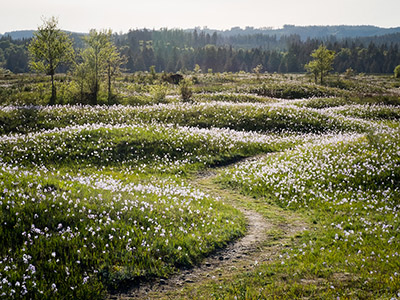 Trail winding through the Mima mounds