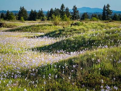Springtime at Mima Prairie