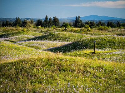View toward Capitol State Forest from Mima Prairie