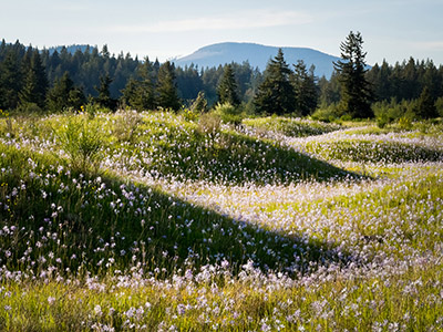 View toward Capitol State Forest behind the Mima mounds