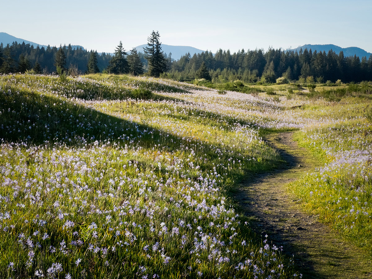 Trail through the Mima mounds