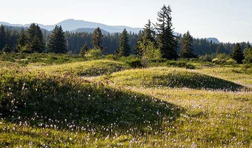 Forested hills beyond the Mima mounds