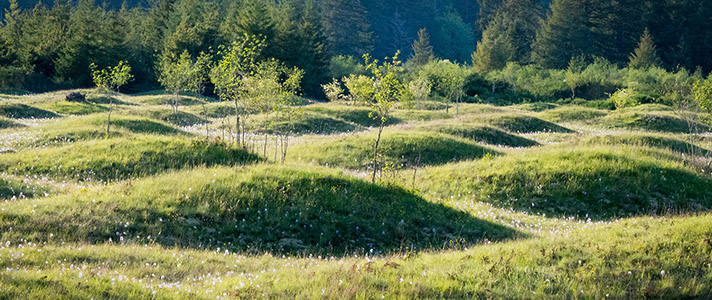 Mima mounds with young trees