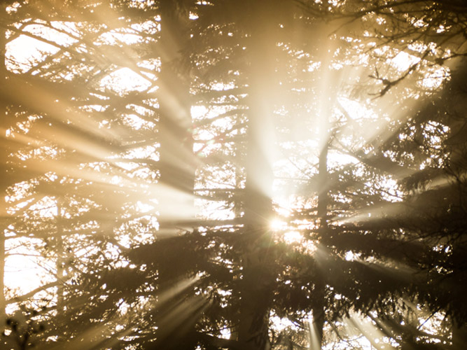 Rays of sun shining through the forest and fog on Mount Erie