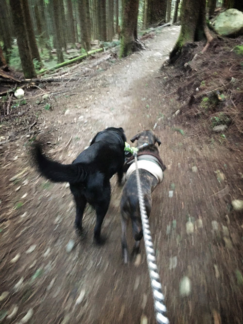 Dogs vying for first place during a hike in Tiger Mountain State Forest