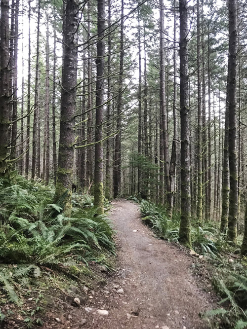 Dense forests and ferns along Master Link trail, East Tiger Mountain
