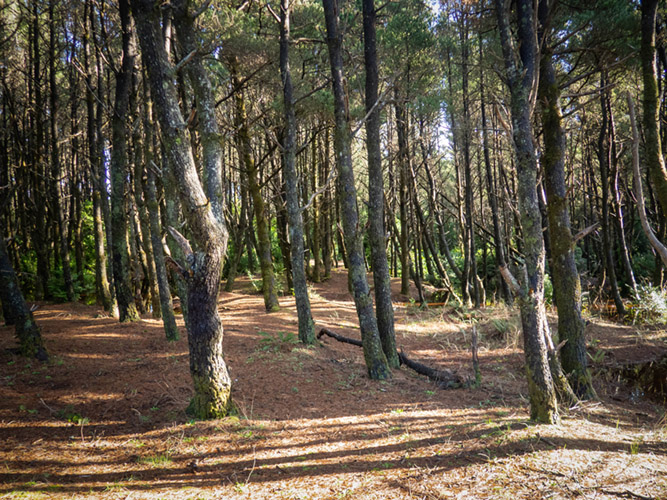 Coastal forest in the Grayland Beach State Park campground