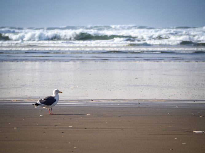 Crashing surf at Grayland Beach