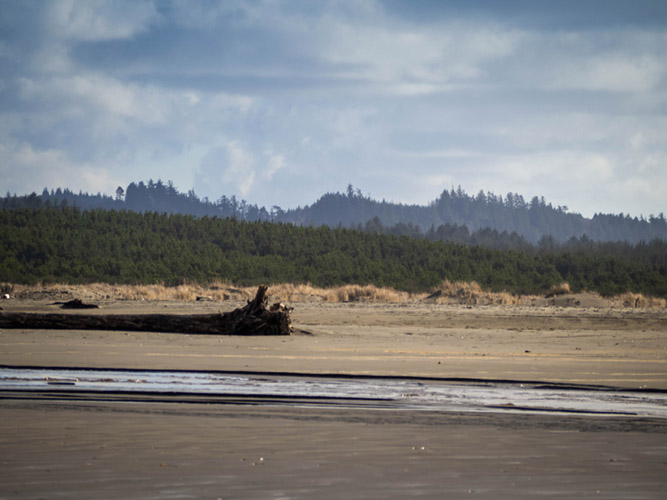 Grayland Beach vista