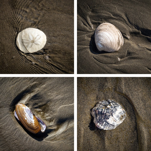 Shells at Grayland Beach