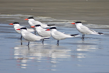 Caspian terns on the beach near Leadbetter Point