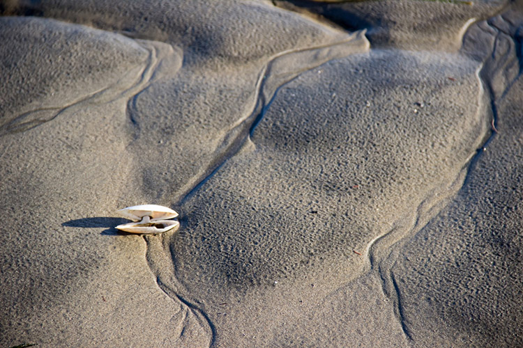 Clam shell in the intertidal zone
