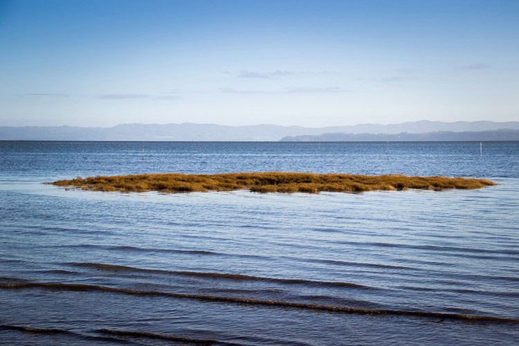 Willapa Bay