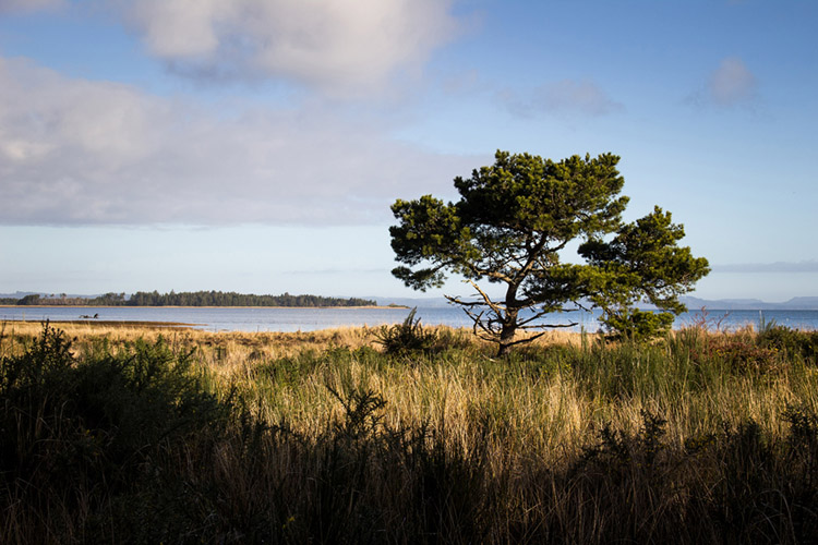 Shore pine at Willapa National Wildlife Refuge