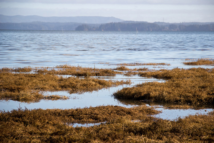 Willapa Bay