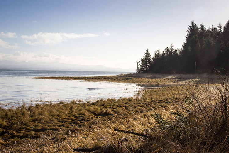 The bay side of Leadbetter Point