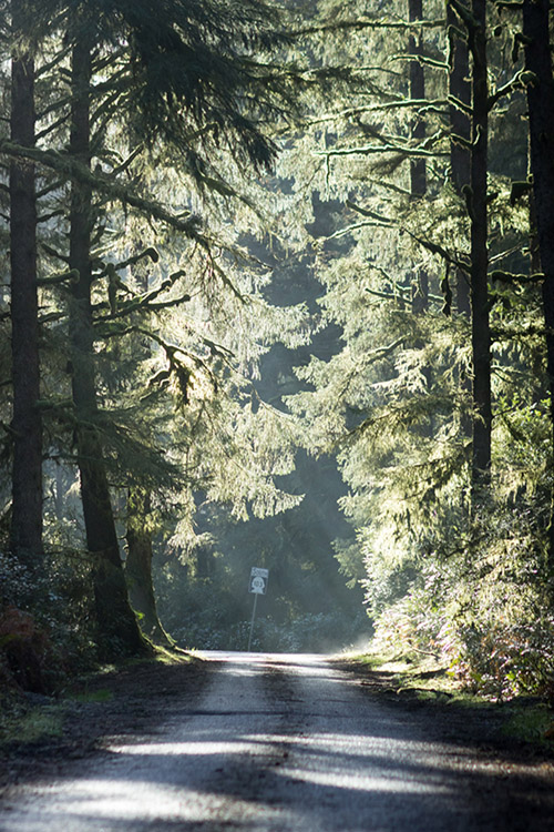 Road in Leadbetter State Park