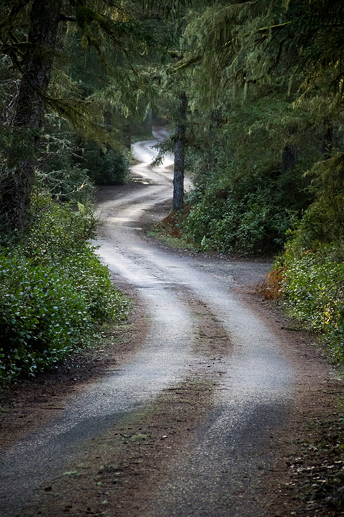 The forested winding road to Leadbetter Point